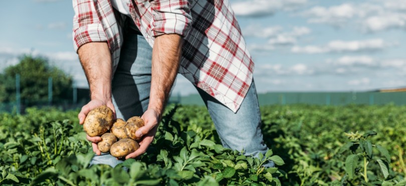 mejores patatas de galicia